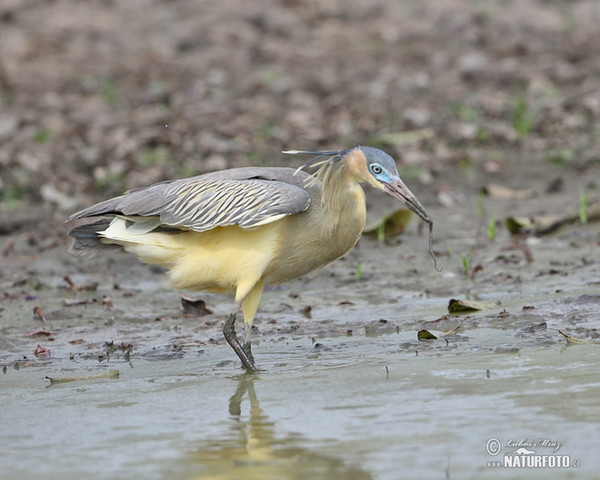 Whistling Heron (Syrigma sibilatrix)