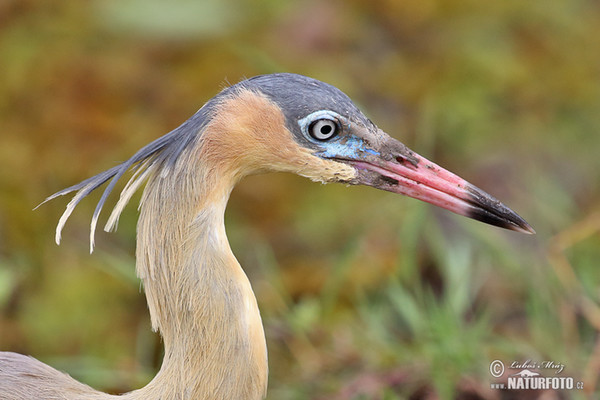 Whistling Heron (Syrigma sibilatrix)