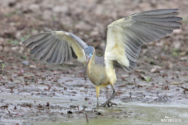 Whistling Heron (Syrigma sibilatrix)