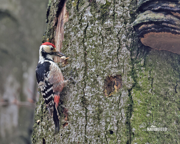 White-backed Woodpecker (Dendrocopos leucotos)
