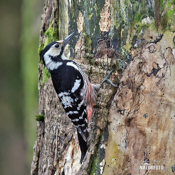White-backed Woodpecker (Dendrocopos leucotos)