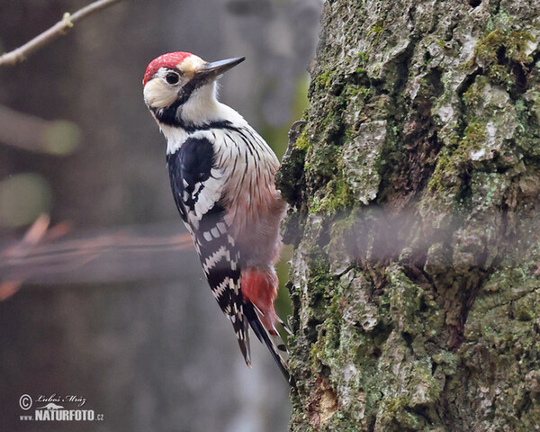 White-backed Woodpecker (Dendrocopos leucotos)