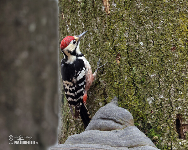White-backed Woodpecker (Dendrocopos leucotos)