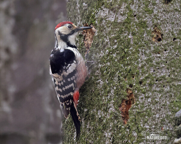 White-backed Woodpecker (Dendrocopos leucotos)