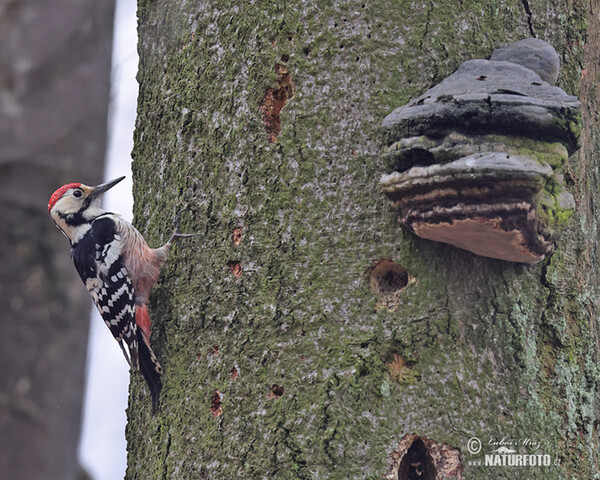 White-backed Woodpecker (Dendrocopos leucotos)