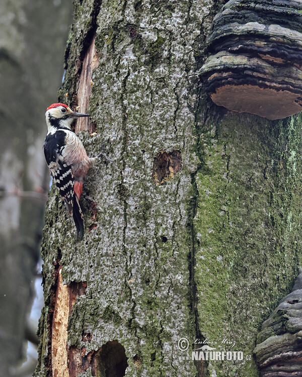 White-backed Woodpecker (Dendrocopos leucotos)