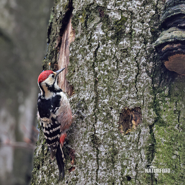 White-backed Woodpecker (Dendrocopos leucotos)