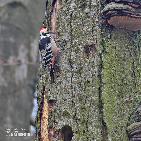 White-backed Woodpecker (Dendrocopos leucotos)
