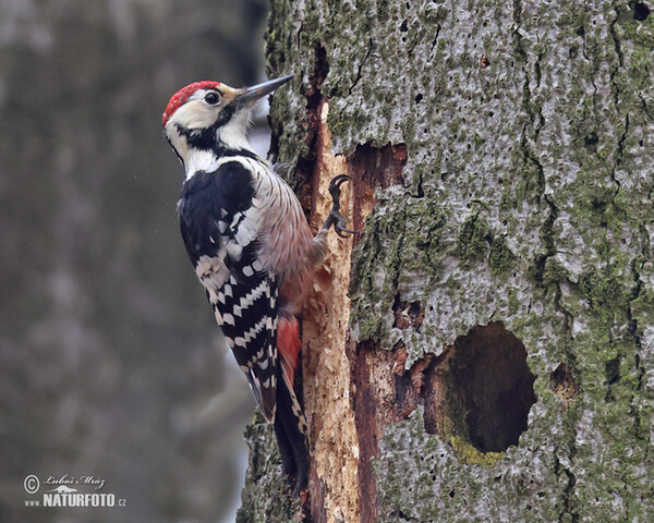 White-backed Woodpecker (Dendrocopos leucotos)