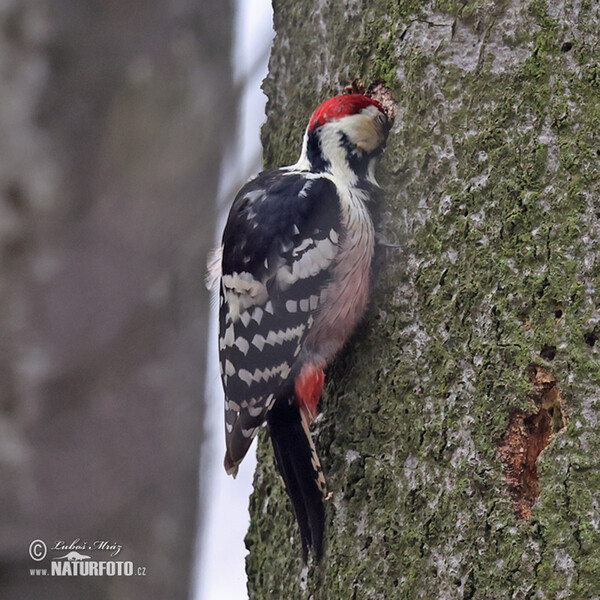 White-backed Woodpecker (Dendrocopos leucotos)