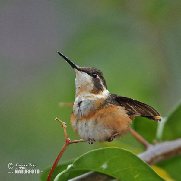 White-bellied Woodstar (Chaetocercus mulsant)