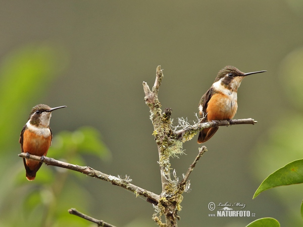 White-bellied Woodstar (Chaetocercus mulsant)