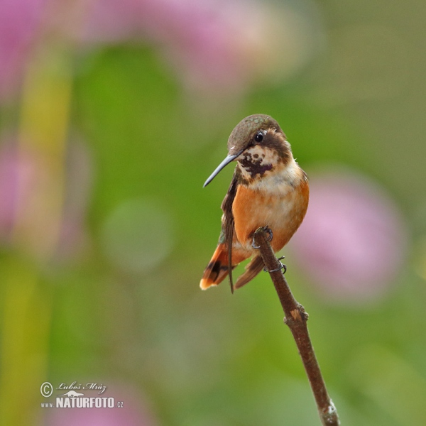 White-bellied Woodstar (Chaetocercus mulsant)