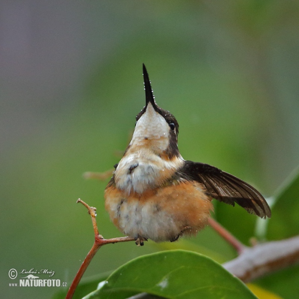 White-bellied Woodstar (Chaetocercus mulsant)