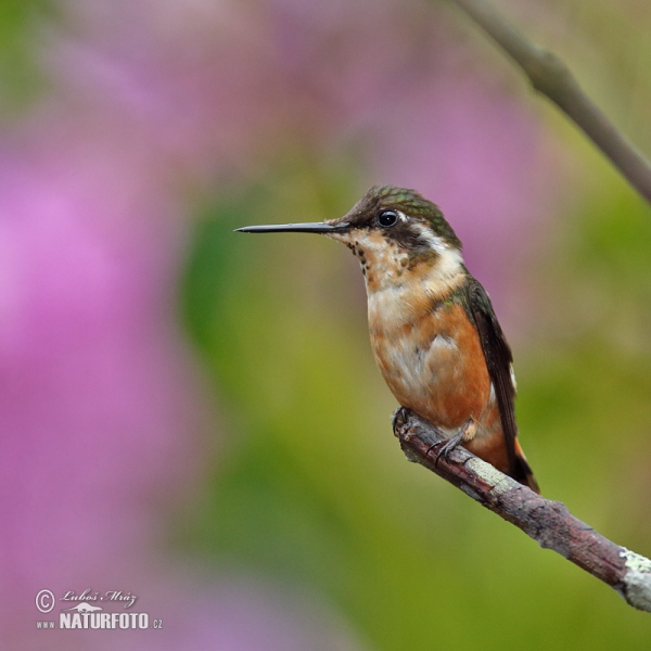 White-bellied Woodstar (Chaetocercus mulsant)