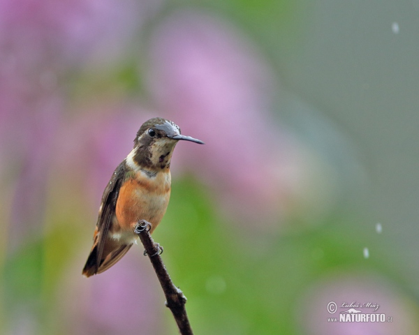 White-bellied Woodstar (Chaetocercus mulsant)