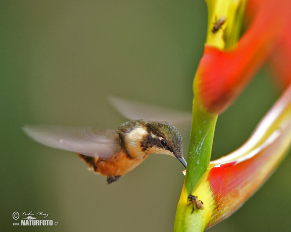 White-bellied Woodstar (Chaetocercus mulsant)