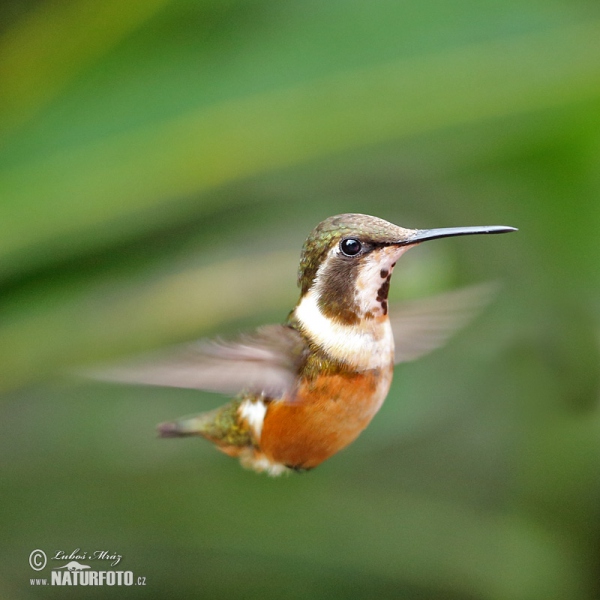 White-bellied Woodstar (Chaetocercus mulsant)