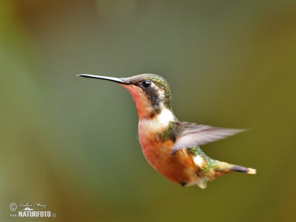 White-bellied Woodstar (Chaetocercus mulsant)