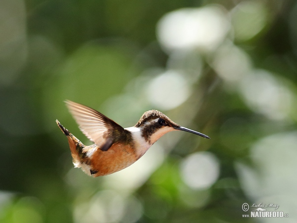 White-bellied Woodstar (Chaetocercus mulsant)