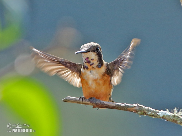 White-bellied Woodstar (Chaetocercus mulsant)