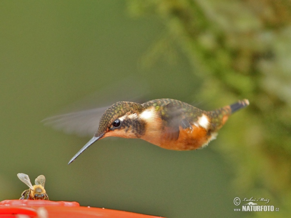 White-bellied Woodstar (Chaetocercus mulsant)