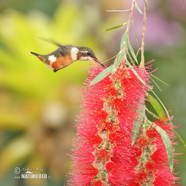 White-bellied Woodstar (Chaetocercus mulsant)