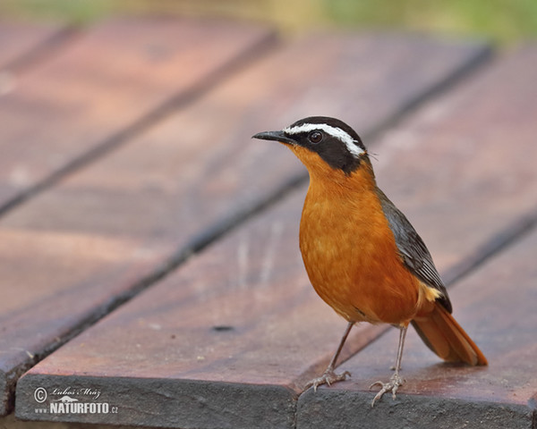 White-browed Robin-Chat (Cossypha heuglini)