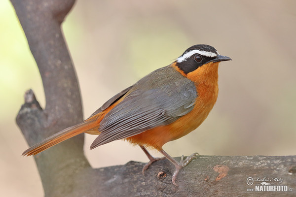 White-browed Robin-Chat (Cossypha heuglini)