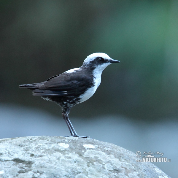 White-capped Dipper (Cinclus leucocephalus)