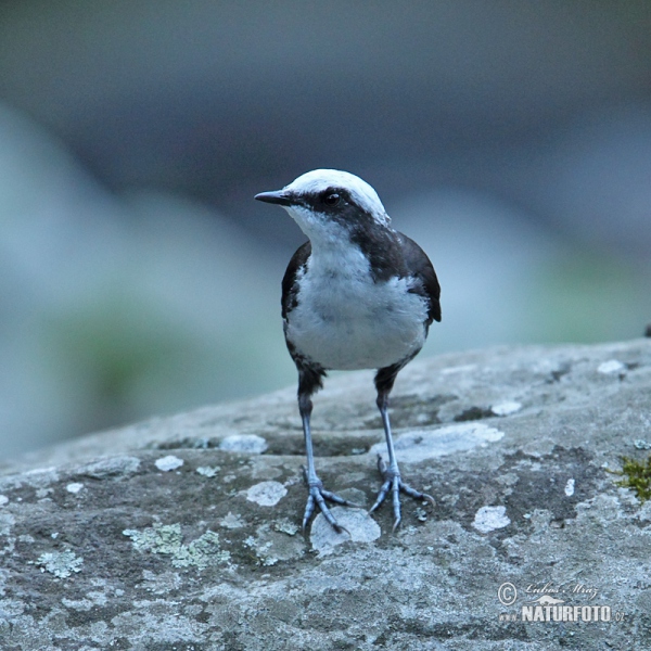 White-capped Dipper (Cinclus leucocephalus)