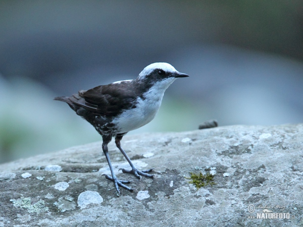 White-capped Dipper (Cinclus leucocephalus)