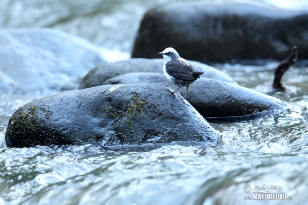 White-capped Dipper (Cinclus leucocephalus)