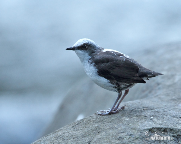 White-capped Dipper (Cinclus leucocephalus)