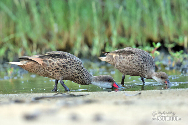 White-cheeked Pintail (Anas bahamensis)