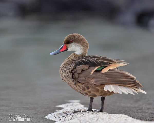 White-cheeked Pintail (Anas bahamensis)