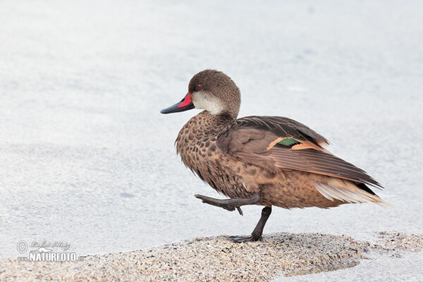 White-cheeked Pintail (Anas bahamensis)