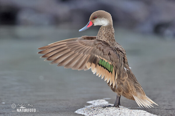 White-cheeked Pintail (Anas bahamensis)