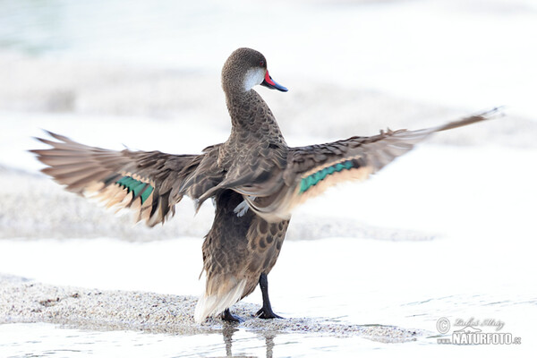 White-cheeked Pintail (Anas bahamensis)