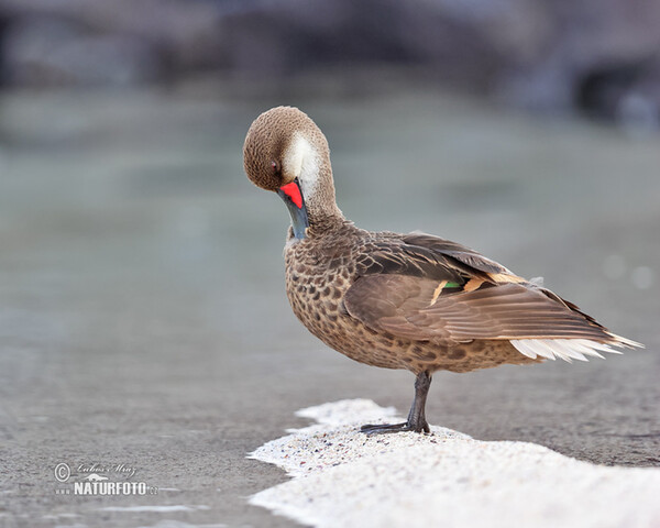 White-cheeked Pintail (Anas bahamensis)