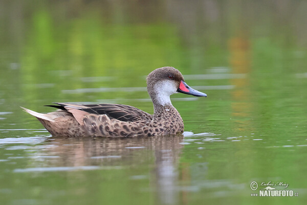 White-cheeked Pintail (Anas bahamensis)