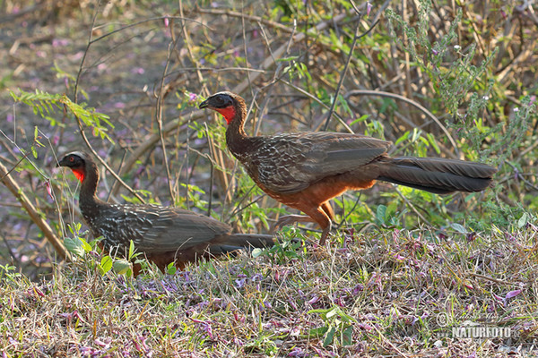 White-crested Guan (Penelope pileata)