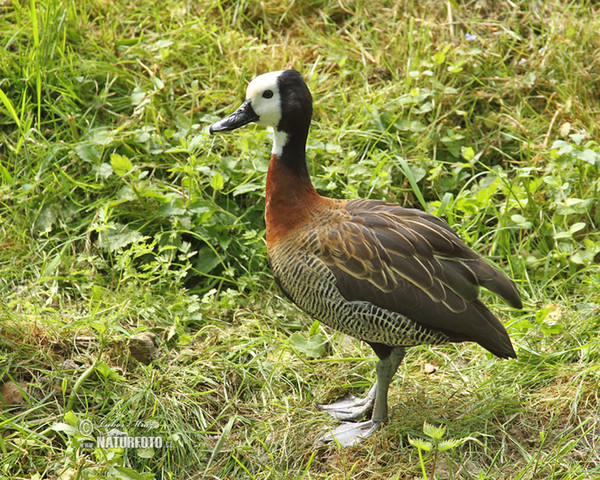 White-faced Whistling-Duck (Dendrocygna viduata)