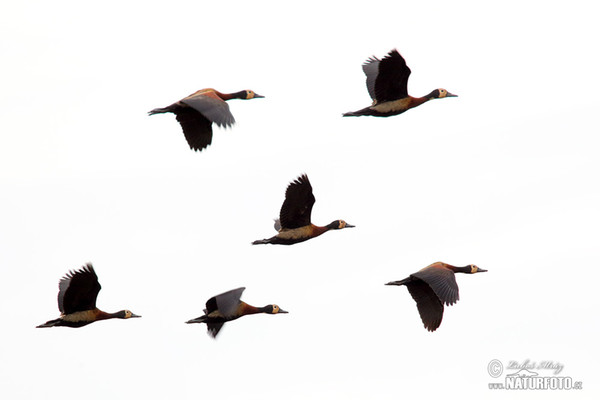 White-faced Whistling-Duck (Dendrocygna viduata)