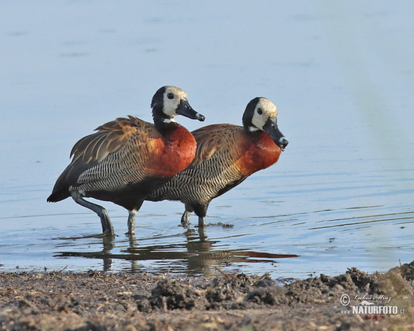 White-faced Whistling-Duck (Dendrocygna viduata)