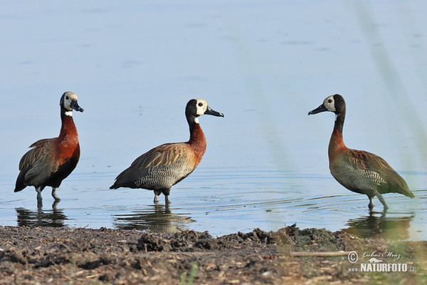 White-faced Whistling-Duck (Dendrocygna viduata)