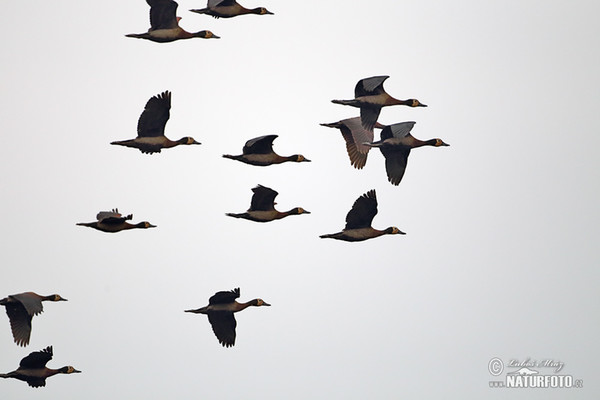 White-faced Whistling-Duck (Dendrocygna viduata)