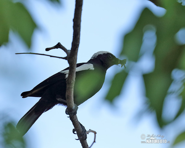 White-headed Black-Chat or Ruaha (Myrmecocichla arnotti)