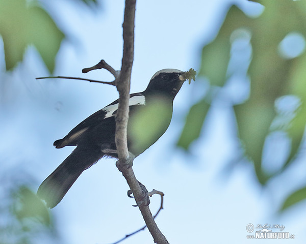 White-headed Black-Chat or Ruaha (Myrmecocichla arnotti)