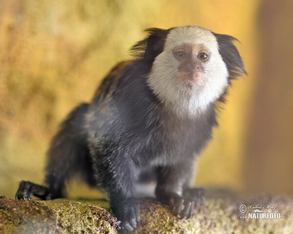 White-headed marmoset (Callithrix geoffroi)